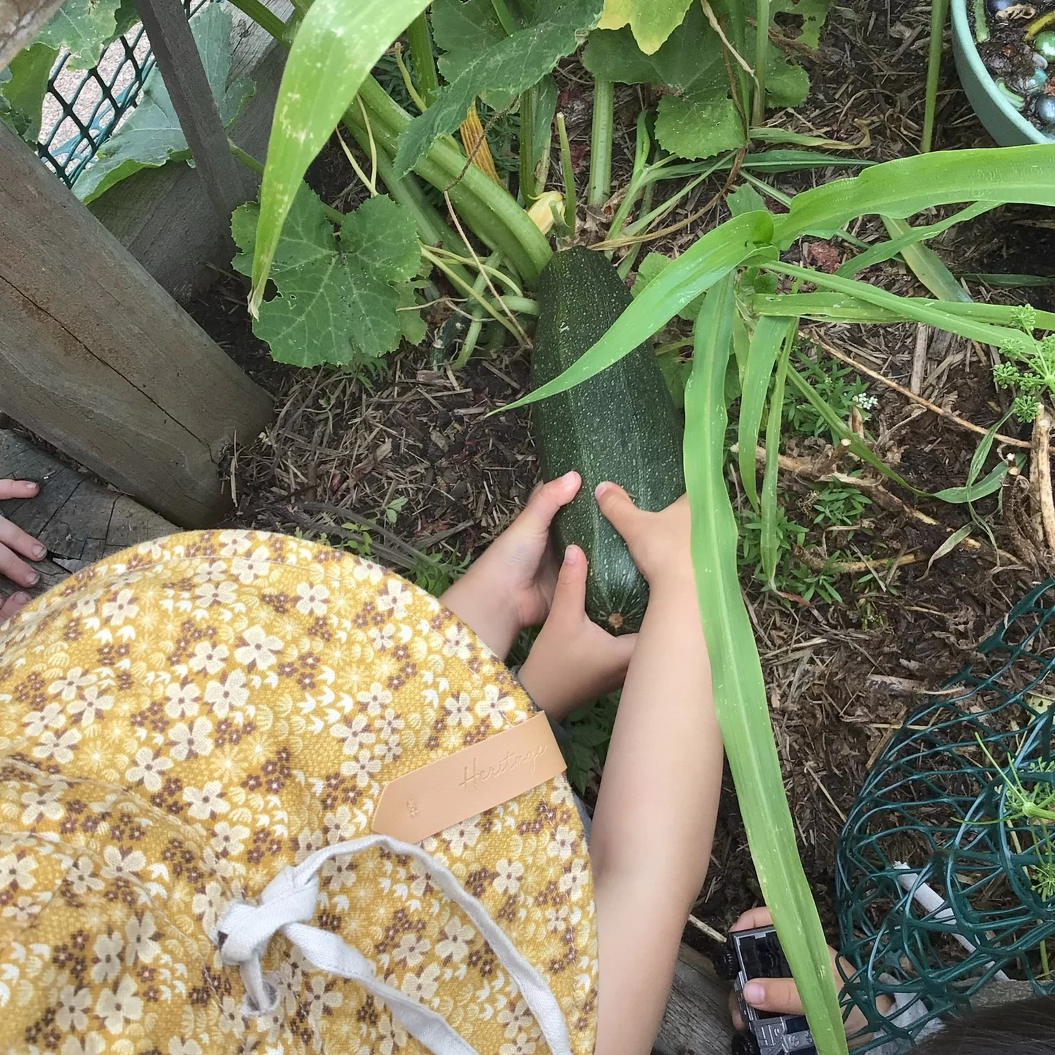 Child harvesting a zucchini in the garden
